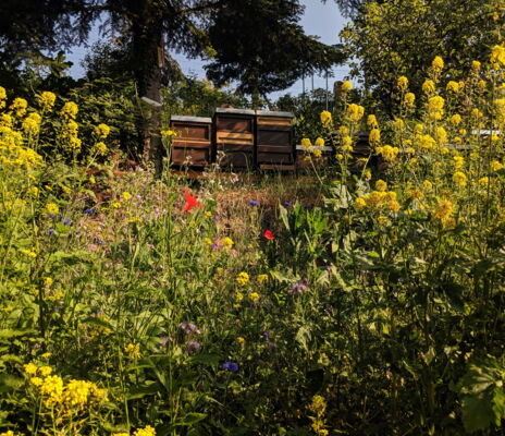 CONTAO_NATURE_THEME_Bienenstöcke_in_Wildblumenwiese