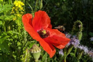 CONTAO_NATURE_THEME_Biene_an_Mohn