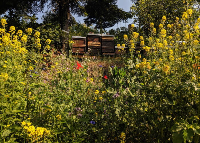 CONTAO_NATURE_THEME_Bienenstöcke_in_Wildblumenwiese